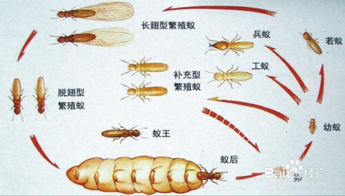 白蚁的防治